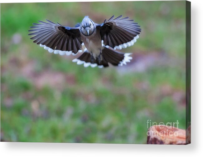 Blue Jay Acrylic Print featuring the photograph Coming in with wings spread by Dan Friend