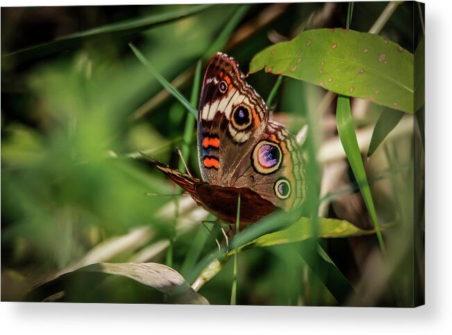  Common Buckeye Acrylic Print featuring the photograph Common Buckeye by Ray Congrove