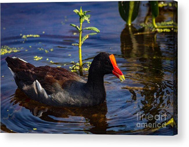 Nature Acrylic Print featuring the photograph Common Moorhen by George Kenhan