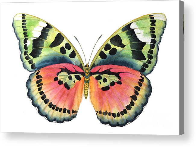Butterflies Acrylic Print featuring the painting Common Pink Forester by Lucy Arnold