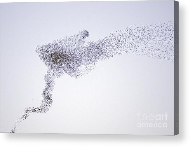 Mp Acrylic Print featuring the photograph Common Starling Flock by Marcel Van Kammen