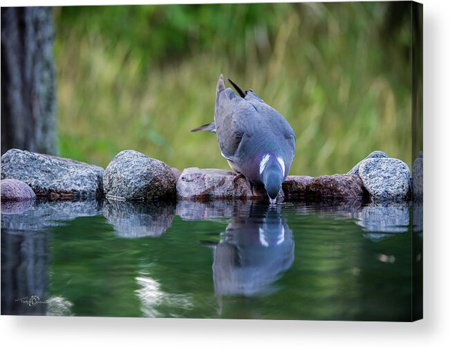 Common Wood Pigeon Acrylic Print featuring the photograph Common Wood Pigeon drinking at the waterhole from the front by Torbjorn Swenelius