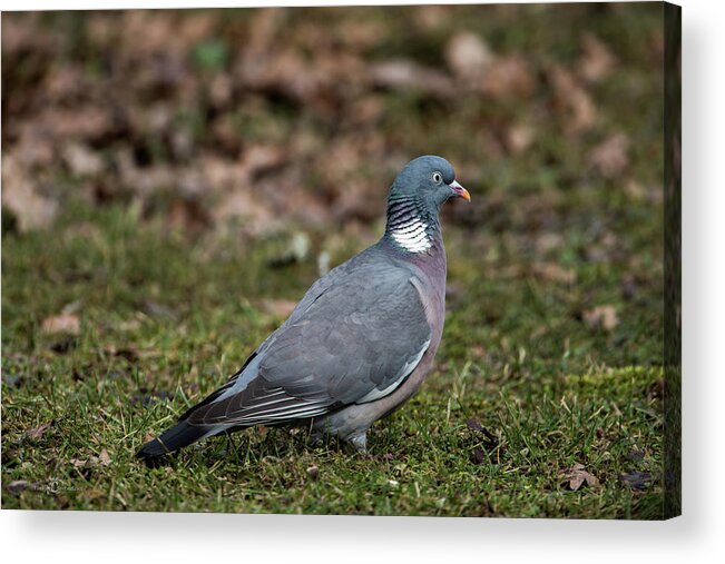 Common Wood Pigeon Acrylic Print featuring the photograph Common Wood Pigeon's profile by Torbjorn Swenelius