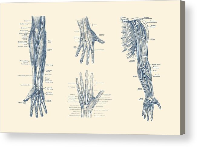 Arm Anatomy Acrylic Print featuring the drawing Complete Arm and Hand Diagram - Vintage Anatomy Print by Vintage Anatomy Prints