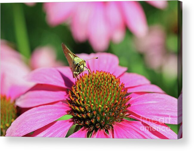 Insect Acrylic Print featuring the photograph Coneflower Moth I by Mary Haber