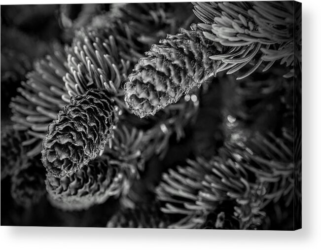 Pine Acrylic Print featuring the photograph Cones by Michael Brungardt