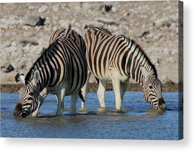Zebra Acrylic Print featuring the photograph Confusion by Bruce J Robinson