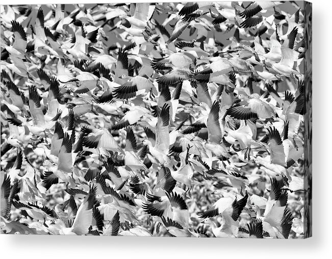 Snow Acrylic Print featuring the photograph Controlled Chaos BW by Everet Regal