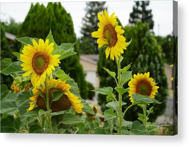 Sunflowers Acrylic Print featuring the photograph Conversing Sunflowers by Stephen Daddona