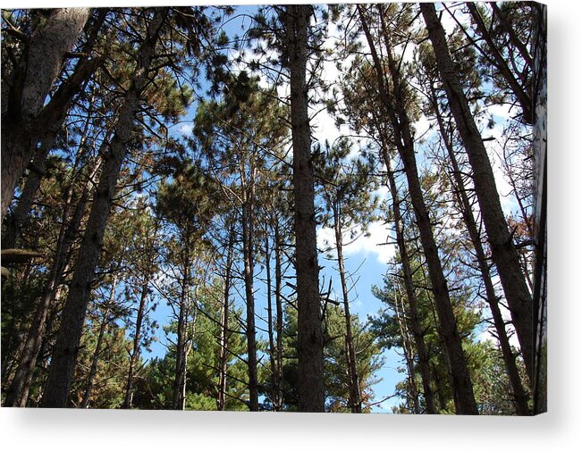 Pine Trees Acrylic Print featuring the photograph Cool Pines by Daniel Ness