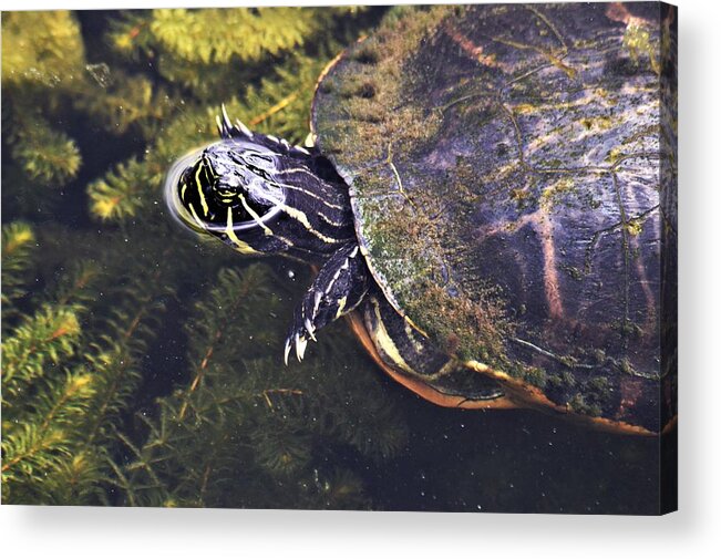 Cooter Swimming Acrylic Print featuring the photograph Cooter Swimming by Warren Thompson