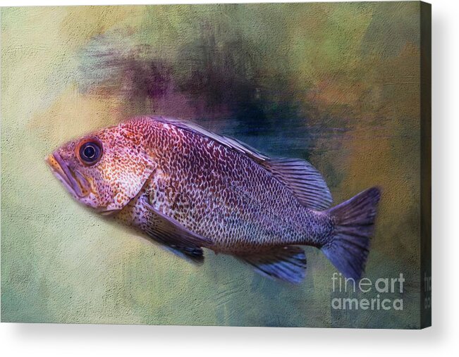 Copper Rockfish Acrylic Print featuring the photograph Copper Rockfish by Eva Lechner
