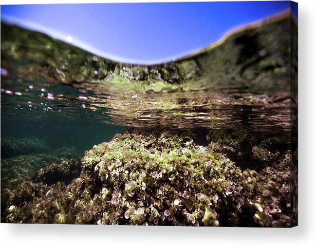 Underwater Acrylic Print featuring the photograph Coral Beauty by Gemma Silvestre