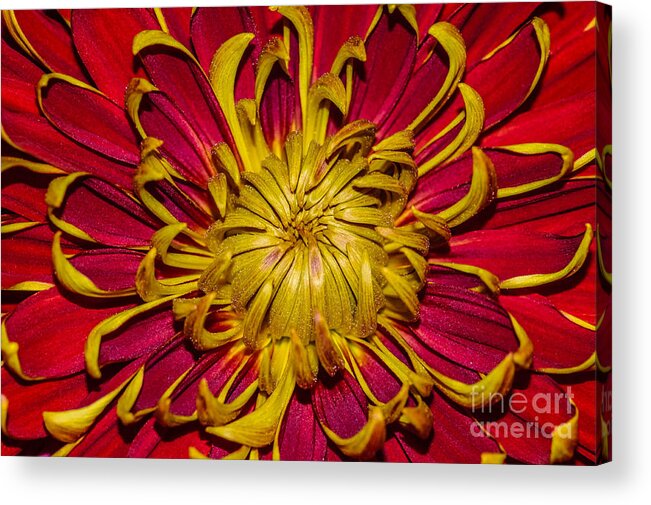 Flower Acrylic Print featuring the photograph Core of the flower by Gerald Kloss