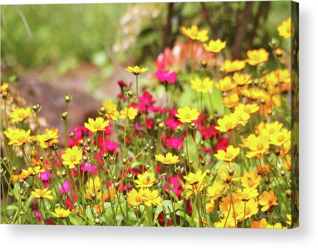 Flowers Acrylic Print featuring the photograph Coreopsis Garden by Trina Ansel