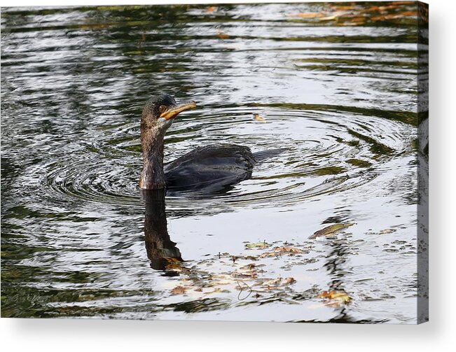 Bird Acrylic Print featuring the photograph Cormorant Fishing by Jeff Townsend