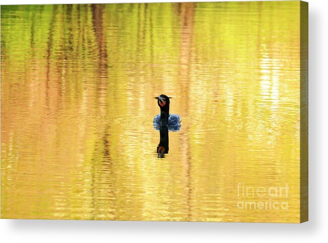 Cormorant Acrylic Print featuring the photograph Double Crested Cormorant With Crazy Hair by Charline Xia