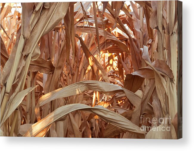Corn Acrylic Print featuring the photograph Corn Field Before Harvest by Inga Spence