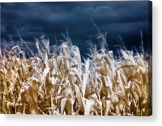Crop Acrylic Print featuring the photograph Corn field by Helga Novelli