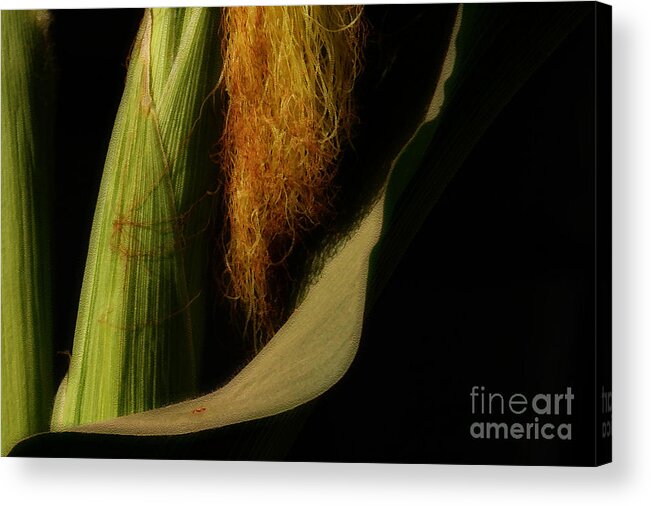 Corn Stalk Acrylic Print featuring the photograph Corn Silk by Linda Shafer