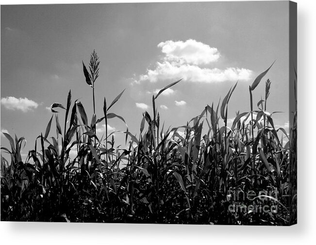 Photo For Sale Acrylic Print featuring the photograph Cornfield in Black and White by Robert Wilder Jr