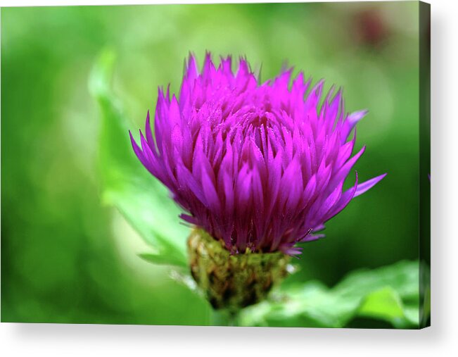 Cornflower Acrylic Print featuring the photograph Cornflower Fringe by Debbie Oppermann