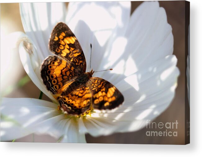 White Acrylic Print featuring the photograph Pearl Crescent Butterfly on White Cosmo Flower by Angela Rath