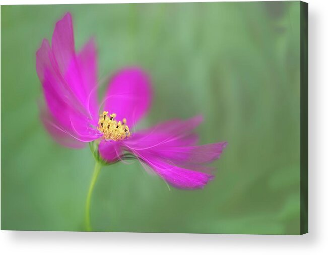 Macro Acrylic Print featuring the photograph Cosmos gets ready for the prom. by Usha Peddamatham