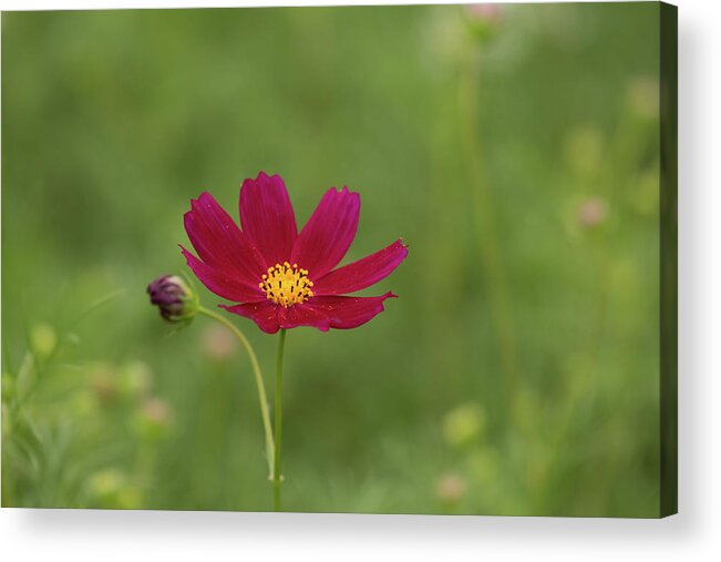 Color Acrylic Print featuring the photograph Cosmos by Hyuntae Kim