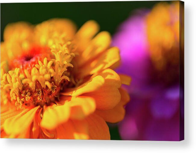 Dof Acrylic Print featuring the photograph Cosmos by SR Green