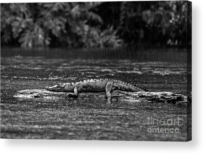 Black And White Acrylic Print featuring the photograph Costa_rica_25-17 by Craig Lovell