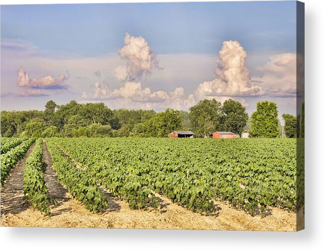 Landscapes Acrylic Print featuring the photograph Cotton Hasn't Flowered Yet by Jan Amiss Photography