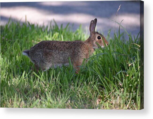 Rabbit Acrylic Print featuring the photograph Cottontail Rabbit In My Front Yard by Waterflower Designs
