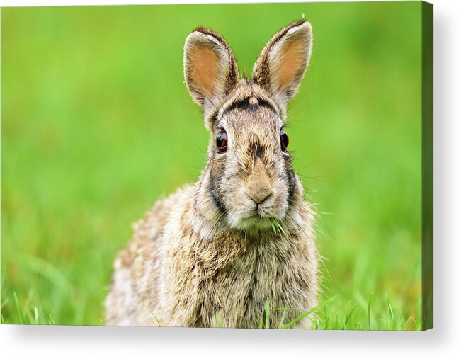 Cottontail Acrylic Print featuring the photograph Cottontail Rabbit by Nebojsa Novakovic