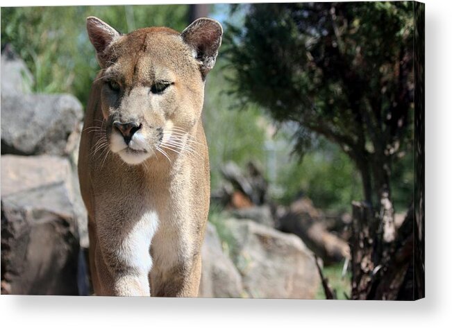 Nature Acrylic Print featuring the photograph Cougar by Sheila Brown