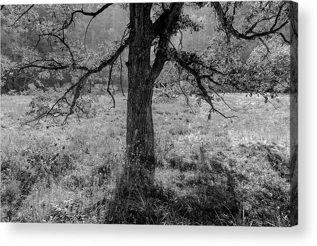 5dii Acrylic Print featuring the photograph Coulee Oak by Mark Mille