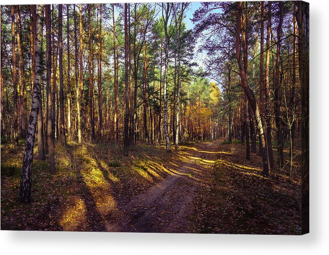 Poland Acrylic Print featuring the photograph Country Road through the Forest by Dmytro Korol