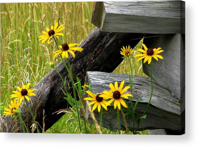 Black Eyed Susans Acrylic Print featuring the photograph Country Roads by Angela Davies