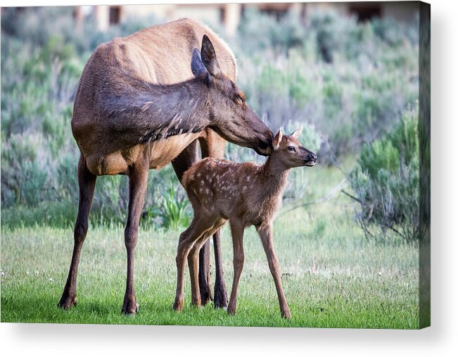 Elk Acrylic Print featuring the photograph Cow and Calf Elk by Wesley Aston