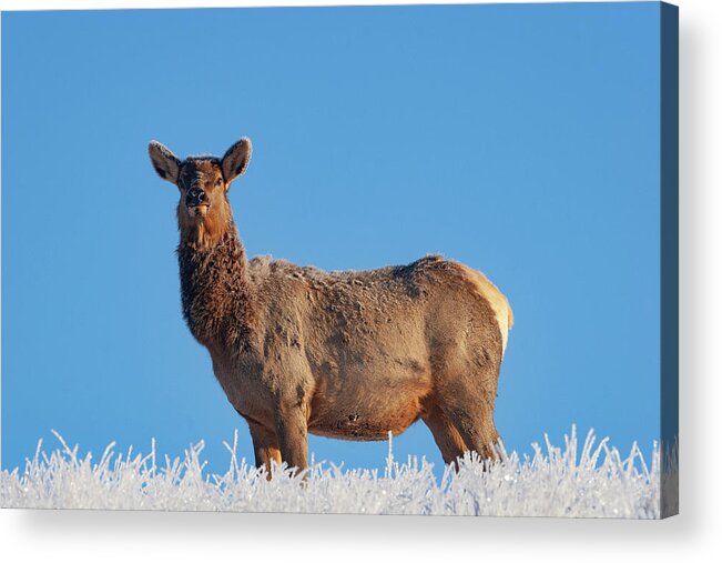 Mark Miller Photos Acrylic Print featuring the photograph Cow Elk Frost and Blue Sky by Mark Miller
