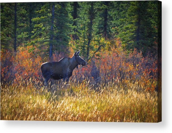 Moose Acrylic Print featuring the photograph Cow Moose in Fall Dreamy by Cathy Mahnke