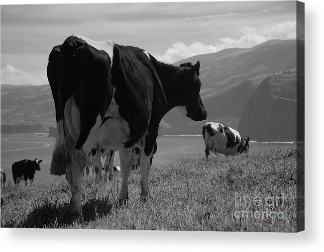 Azoren Acrylic Print featuring the photograph Cows by Gaspar Avila