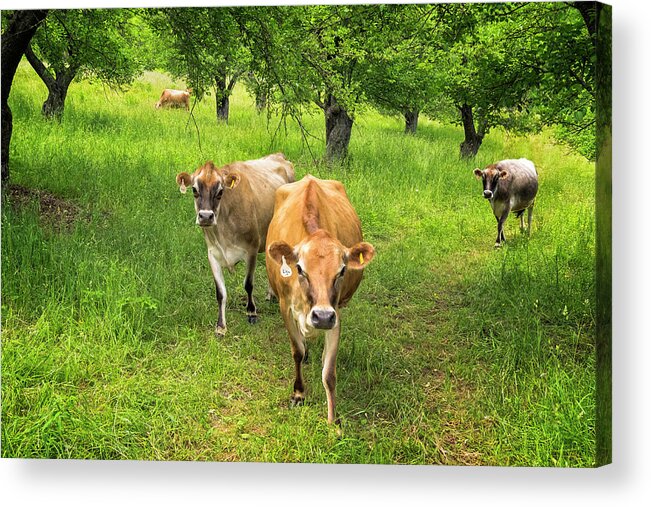 Sunset Lake Road West Brattleboro Vermont Acrylic Print featuring the photograph Cows In Apple Orchard by Tom Singleton