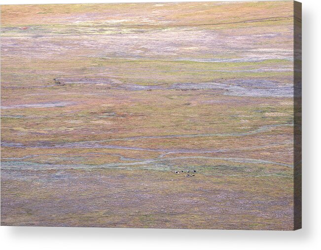 San Diego Acrylic Print featuring the photograph Cows on Pastel Pastures by Alexander Kunz