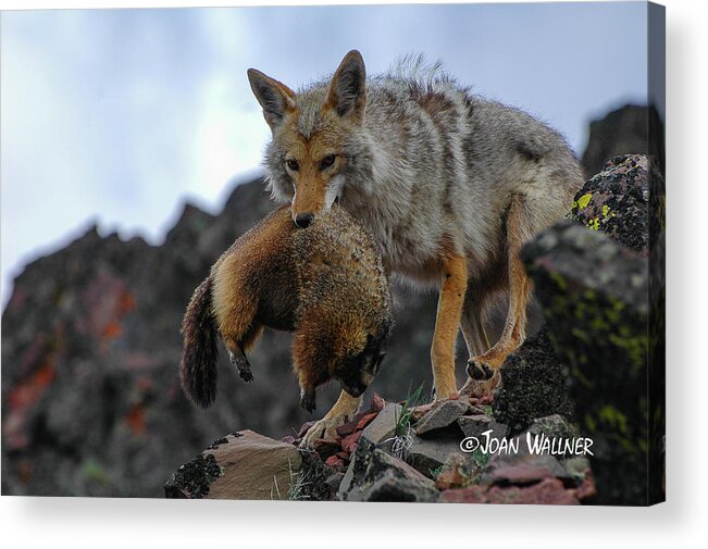 Coyote Acrylic Print featuring the photograph Coyote Catch by Joan Wallner