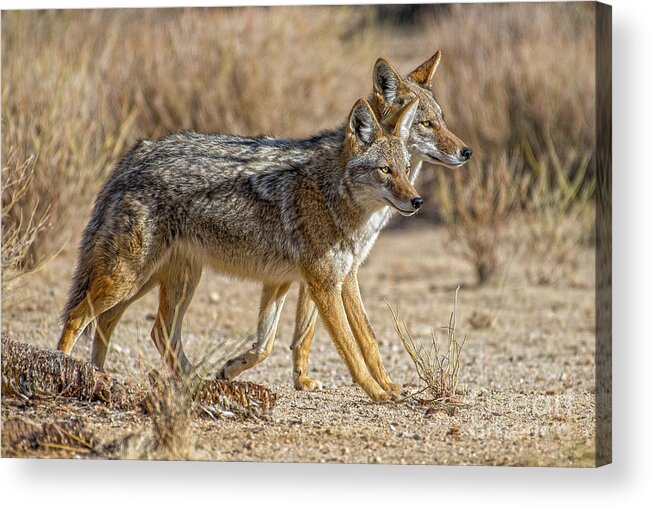 Coyote Acrylic Print featuring the photograph Coyote Strolling by Lisa Manifold