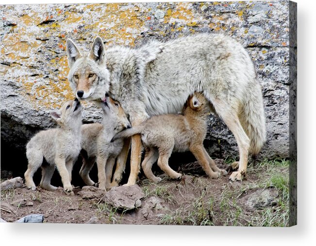 Coyote Acrylic Print featuring the photograph Coyotes by Reva Dow