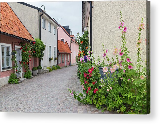 Street Acrylic Print featuring the photograph Cozy street with blooming mallows and roses by GoodMood Art