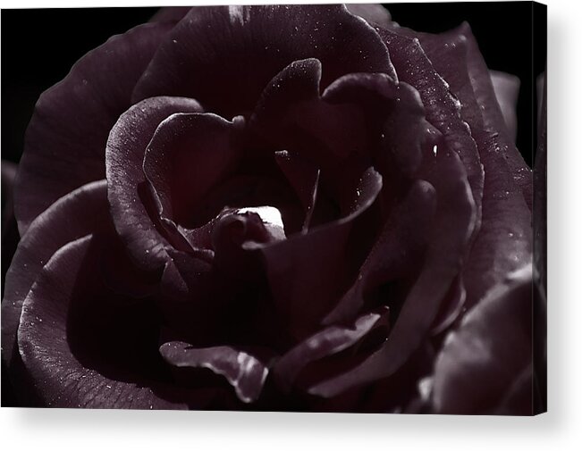 Clay Acrylic Print featuring the photograph Cranberry Rose by Clayton Bruster