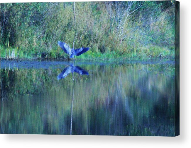 Nature Photography Acrylic Print featuring the photograph Crane with wings spread by Robert Carey